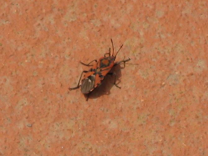 Spilostethus pandurus (Scopoli 1763) dell''Alta Murgia